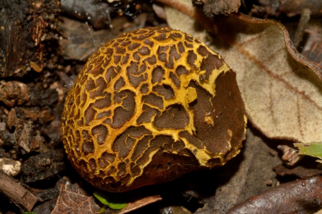 Il mondo dei funghi a Ostia